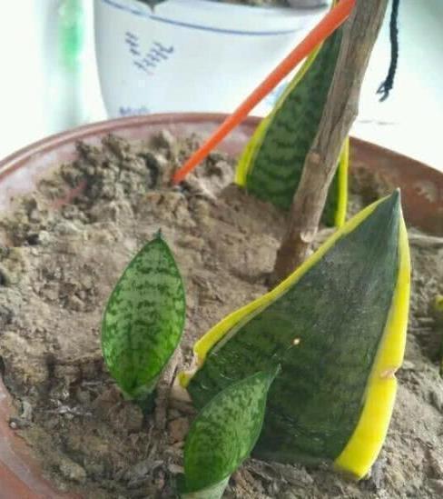 花盆|虎皮兰剪个叶片插土里，1夜冒10个芽，花盆爆满了！