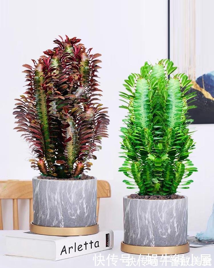 客厅里养这6种植物，好养活、好打理、寿命很长、寓意还特别好