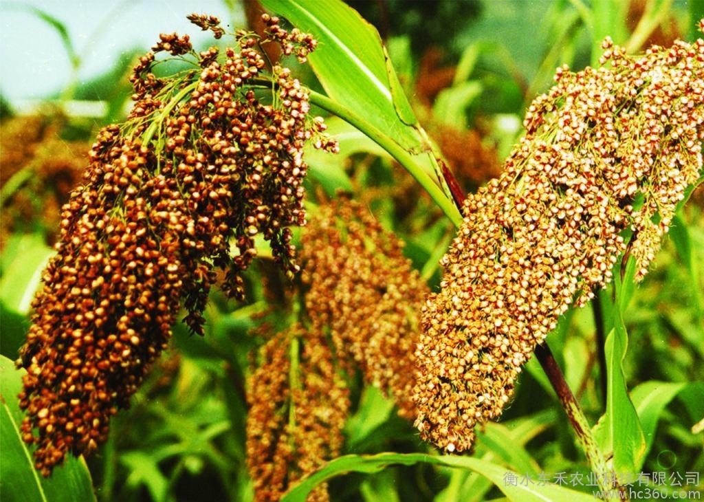 胰岛素|糖尿病人容易饿，那些东西比较适合他们吃