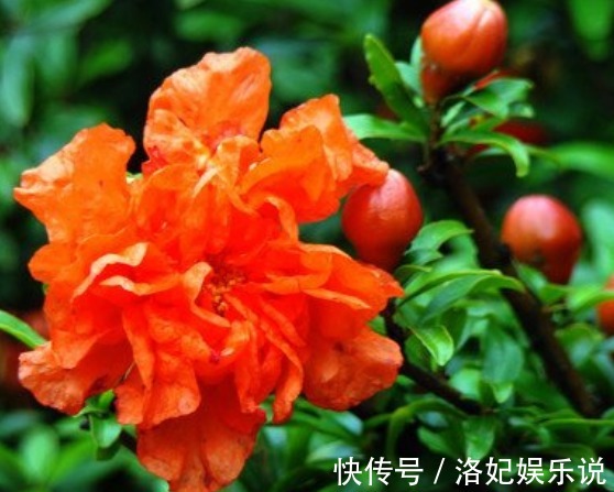 花草匠|别老养发财树了，养这“3种花”，好养易爆盆，养人、旺财两不误