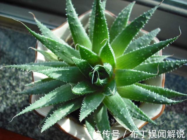 养花就养3种“贱花”，耐热耐晒更耐旱，满屋都飘香，夏天也爆盆