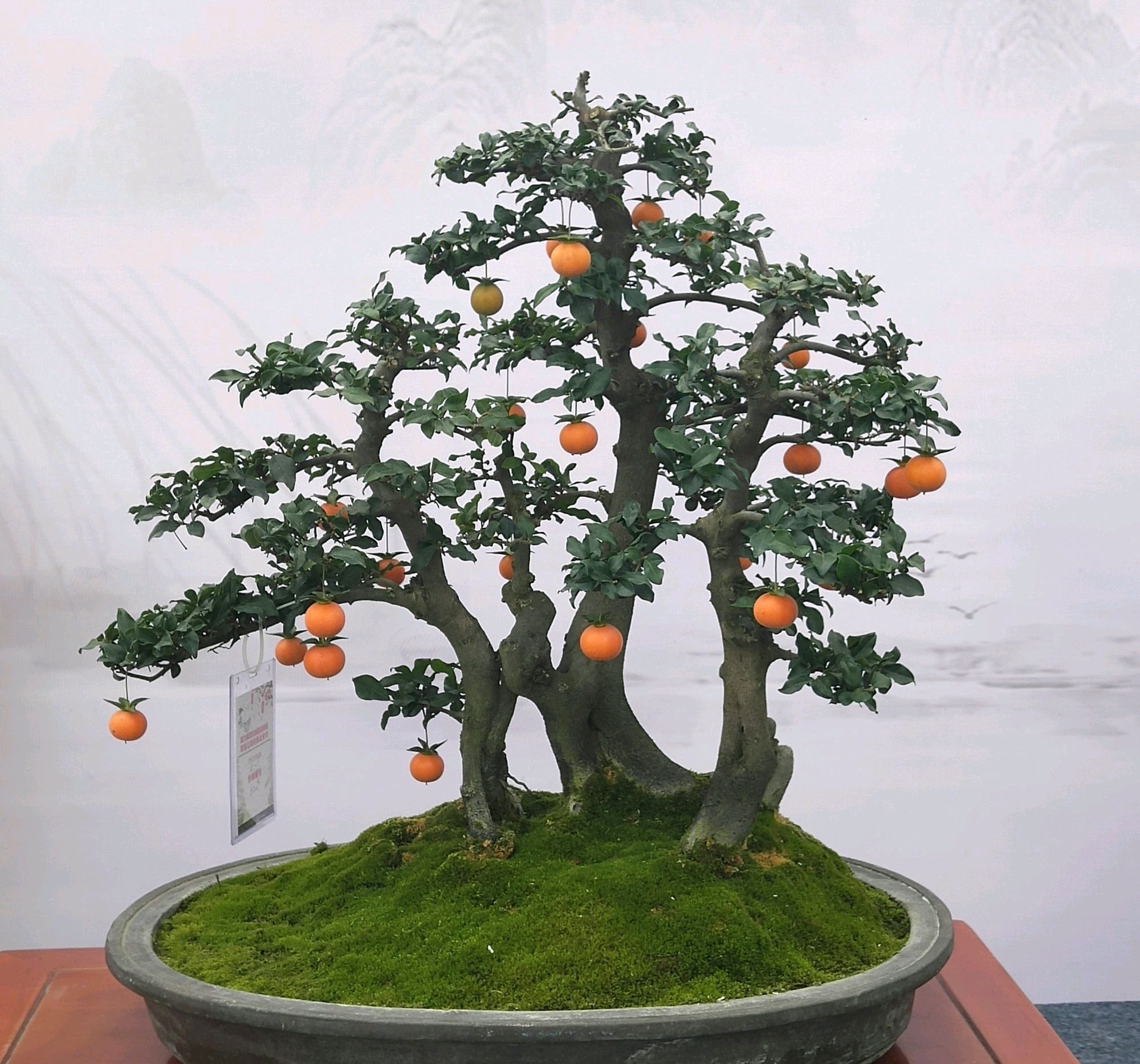 果率|金弹子盆景开花多结果少人工授粉打一针''它'',满树都是金弹果
