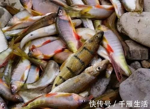 鱼肉|喜欢吃鱼的人,这5种鱼劝你别多吃,肉中很可能含有毒素要小心