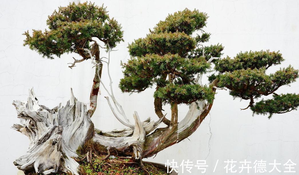 青苔|丛林式盆景分为树桩盆景和水旱盆景两大类，配以石头人物小摆件