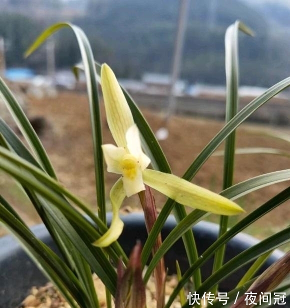 兰草真抗旱，放在老家的兰草，2个月没浇水，叶子依然挺拔