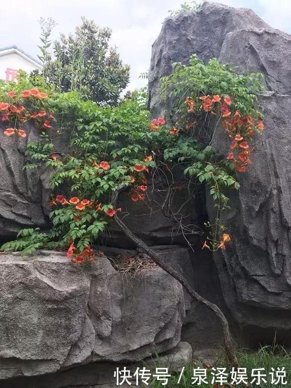 凌霄花|夏天养上3种爬藤花,隔热降温,好看好养,花开如瀑布!