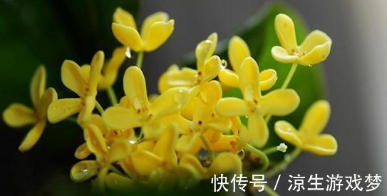 桂花冬季养护注意几点，浇水不可太随意，不然容易烂根死亡