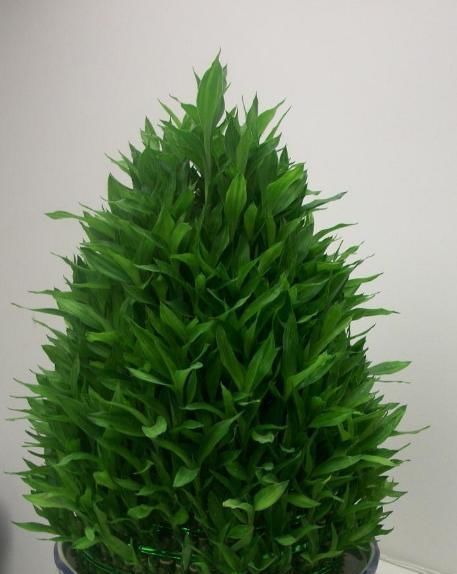 富贵竹|这3种花最爱“吃醋”，1月1斤醋，叶片翠绿“长疯了”