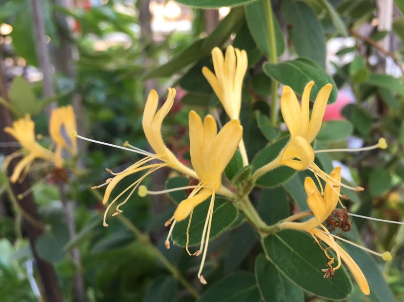 老中医都爱养的花，养在家里好处多，养人养身心