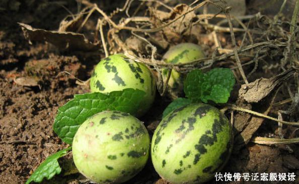 儿时拿来玩耍的“袖珍西瓜”，如今成了城里人的最爱，卖40元一斤