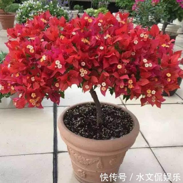 花芽|掌握了三角梅开花的这三大要素,再也不担心只长叶子不开花