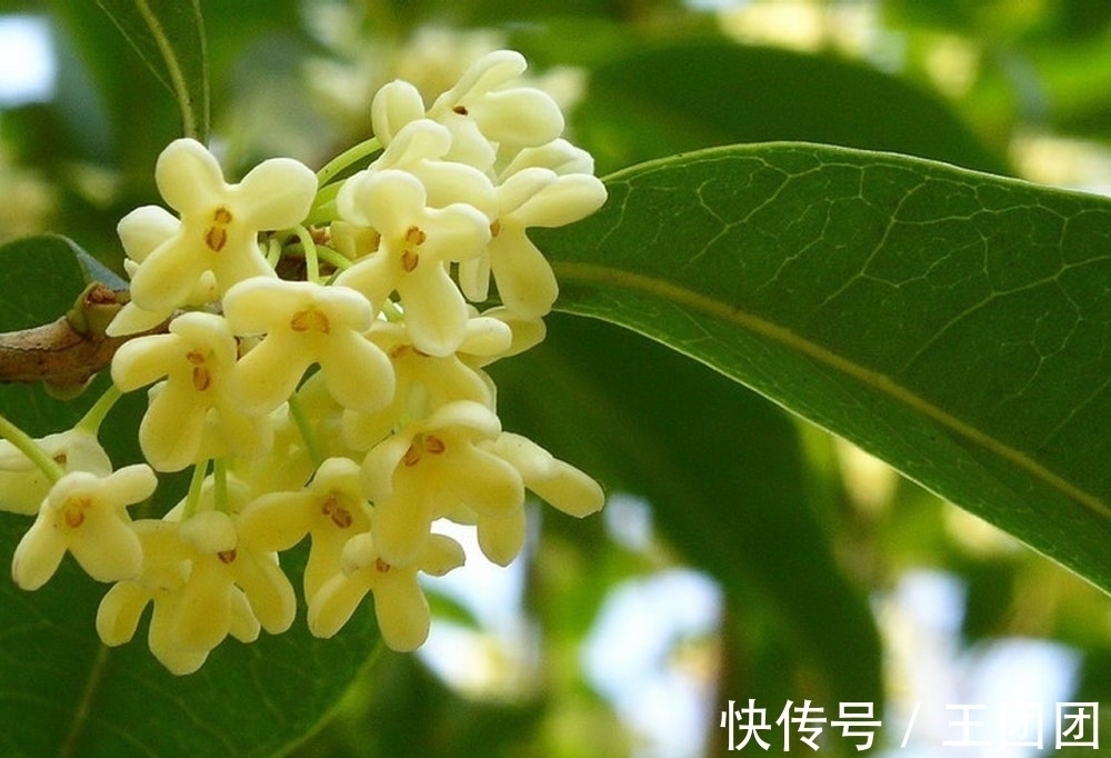 闺中&藩篱闲院轻风落,悠然细诉秋声,桂花摇曳一香庭,新月飘簸云层