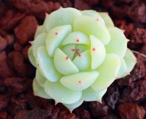 花友|都知道这3款多肉不好养,但是真的很漂亮,愿意尝试的花友真不少