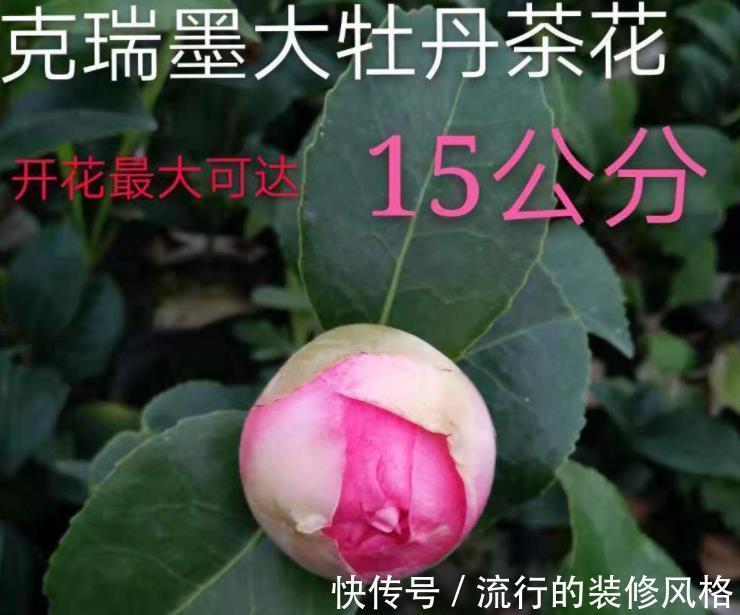 茶花|如果不差钱，客厅建议摆放3样“高贵花卉”，让家居更精致