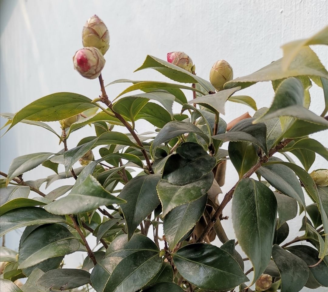茶花掉花苞,多是4个原因造成,要及时调整养护方法