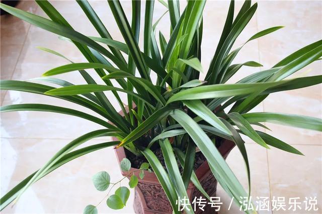 养花|养花老“生病”，巧用2个技能，不怕黄叶烂根，反而长爆盆！