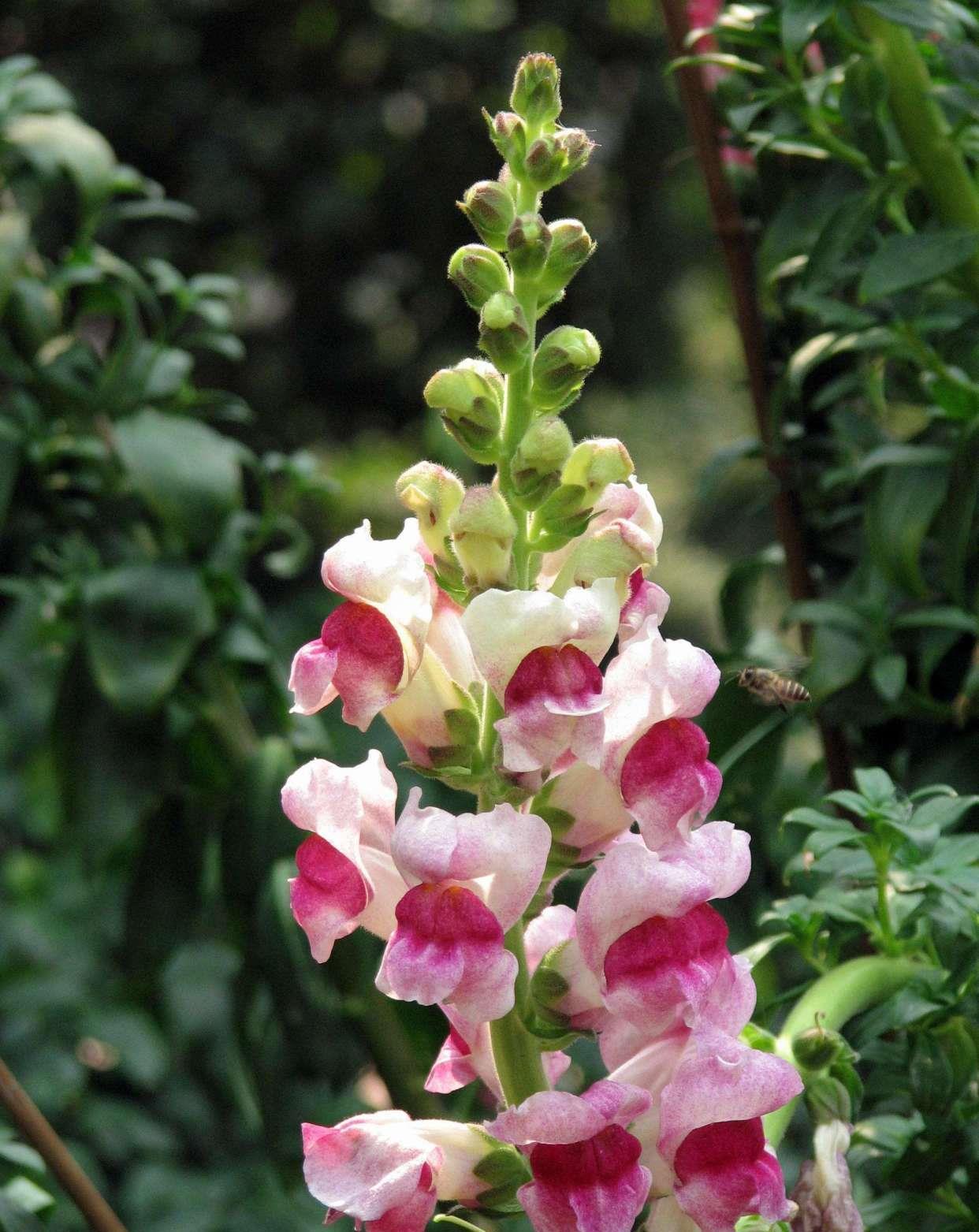 金鱼草花朵像金鱼嘴,熟悉它的习性,养开花很简单