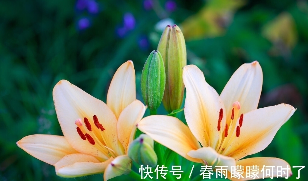 风清云淡$一窗冷雨,一枕新凉,谁看尽旧时书,谁洒尽今生泪