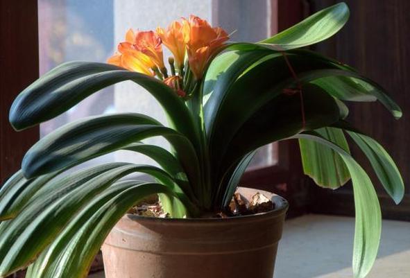 城市人养花，如何解决施肥难题3种方法，教你不花钱就养好花