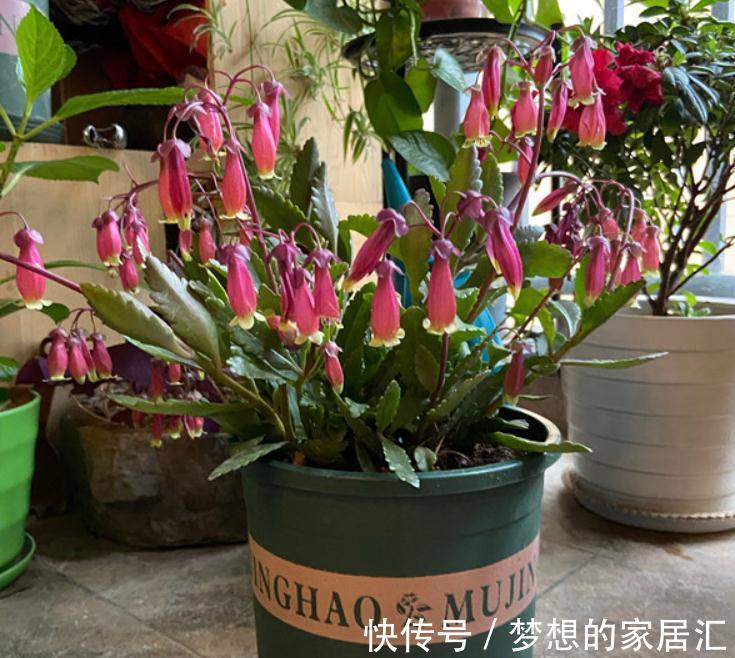 秋高气爽,养宫灯长寿花,盆栽牢记4点,冬春花开最盛