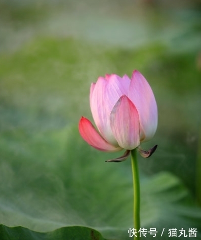 吉星|到了10月，4属相运势上涨，财运亨通，桃花满满，喜事不断