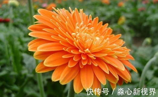 灯盏菊|夏季养菊不如养一盆“灯盏菊”,花大艳丽,造型独特,还提高格调