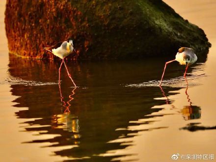 深圳|打开深圳最佳观鸟季