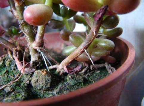 多肉植物夏季出现一种现象，是在向你发求救信号，一定要及时处理