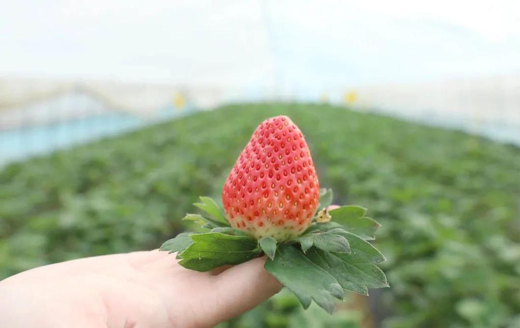 甜蜜|浓缩了冬日的温暖与甜蜜！金山这些亲子游圣地，走起！