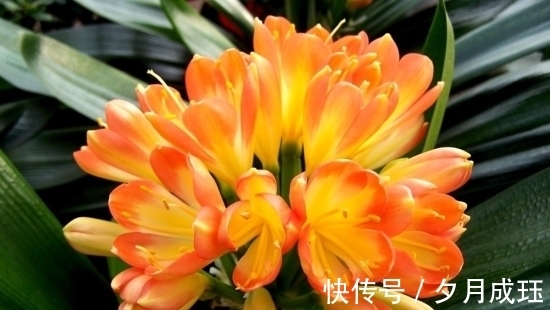 步骤|想让君子兰的叶子绿油油,这4个步骤不要做错