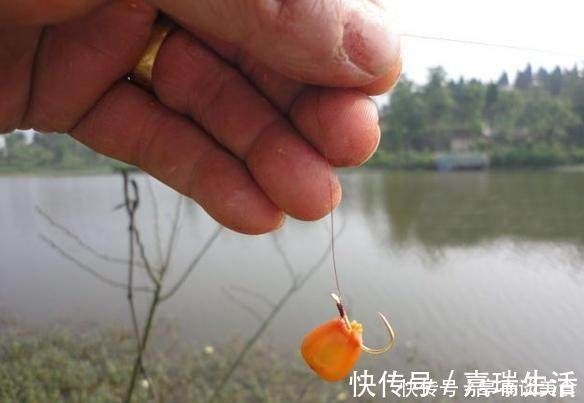 钓骨|玉米钓鱼有奇效老钓骨教你如何正确挂钩玉米钓大鱼