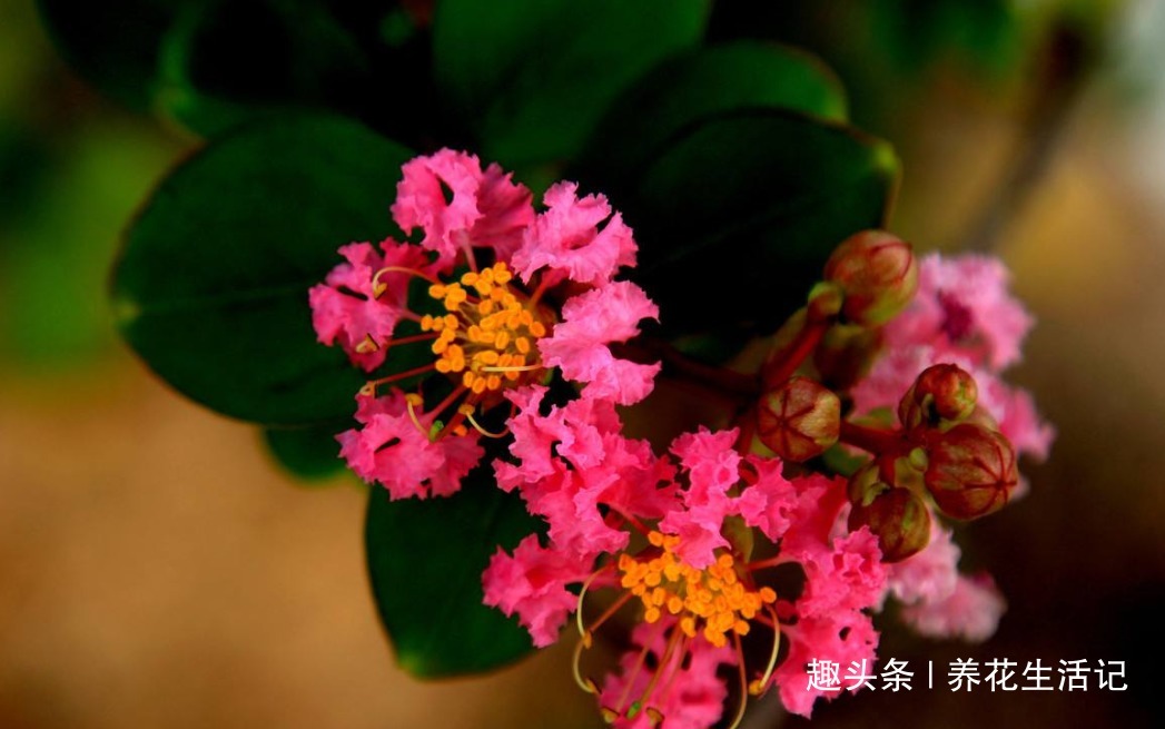 家中养紫薇花，“4个”方面把控好，开花“爆盆”花色艳丽！