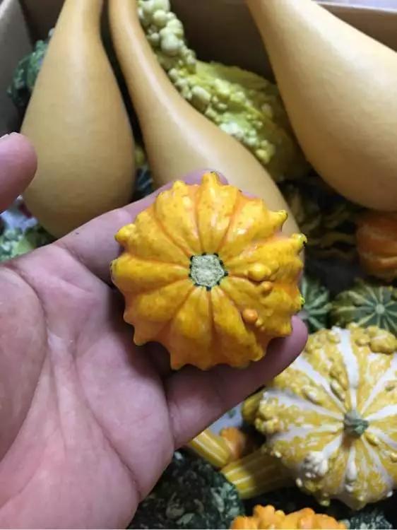 阳台种盆菜,比花还好看,结果还能吃,别提多美了