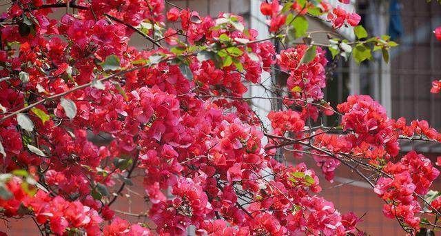 最好养的4种花,掐根枝条就能活,你养不活的话只能说你不会养