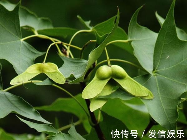 改善睡眠|经常失眠、睡不着觉?营养师:建议你补充这几种营养,沾床就睡