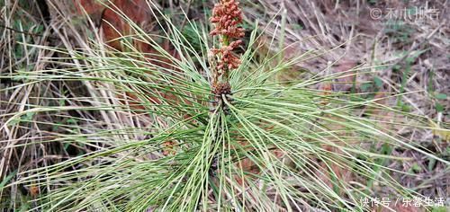 农民朋友|松树身上一种稀罕物,老农常用它泡酒,晒干60元一斤,见到别错过