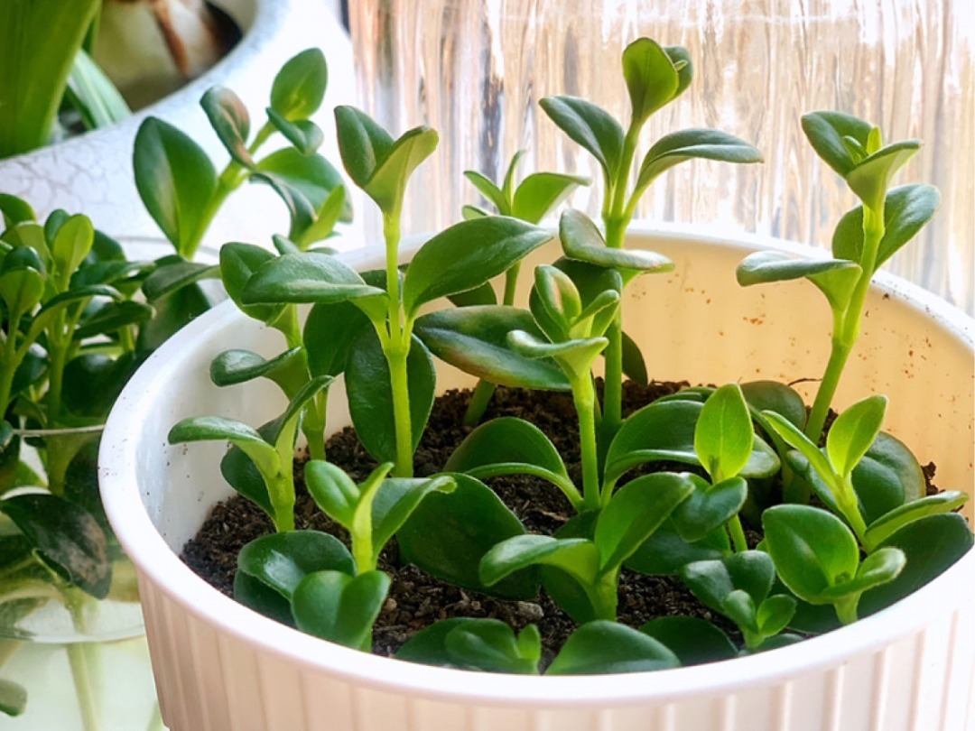 嫩苗|7种花养老桩不好，多扦插、养嫩苗，才能年年开花