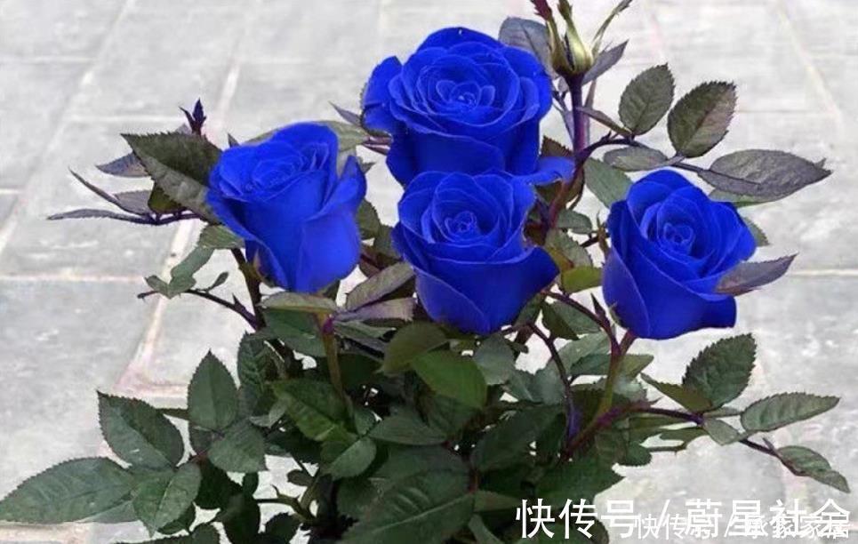 碰到这4种花再漂亮也别买，因为花钱买回来只会给自己“添堵”