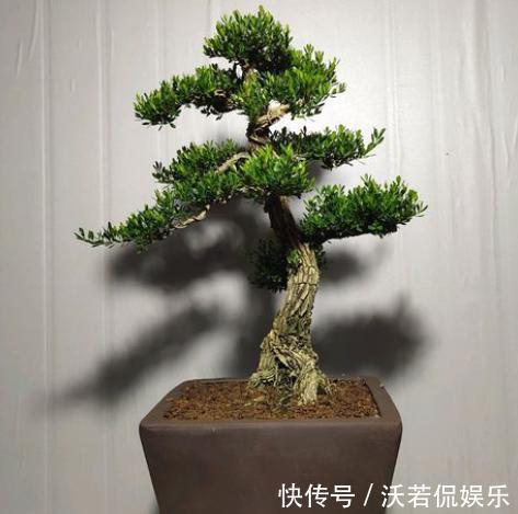 黄杨盆景爱黄叶,纠正2个“小动作”,快速养出高端大气盆景桩