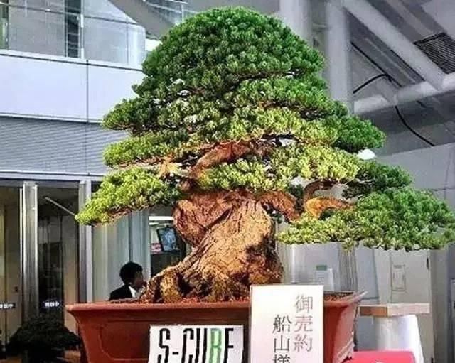 世界上最名贵的花,一盆就是一座房子!