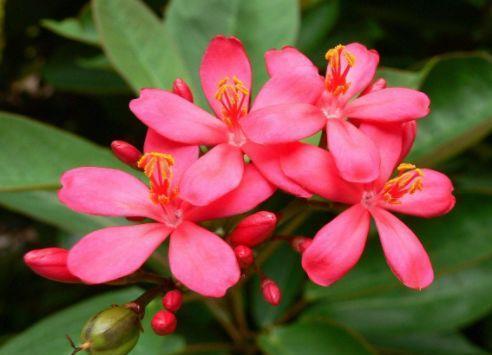  超长|此4种花花期超长的，全年花开不停，开爆阳台变花园！