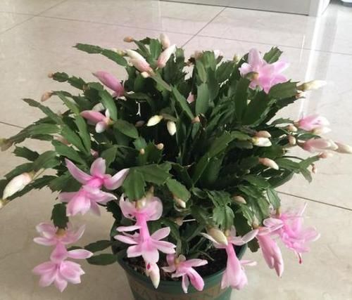  蟹爪|蟹爪兰叶片又干又瘪怎么办？教你几招，叶片快恢复，花色娇艳