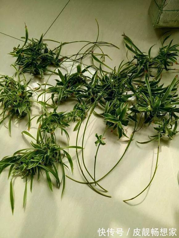 生根|5种花快扦插,生根超快,1周长出大白根,新手也能插得活