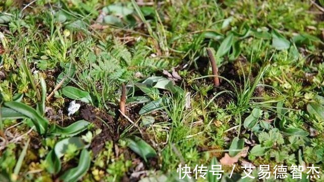 冬虫夏草|中药材之中有一味药，成长期漫长，价格曾高达8万元一斤