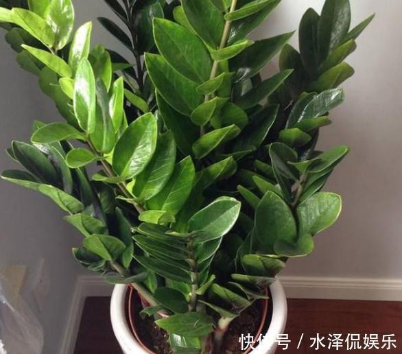 新手上花市挑花,别犹豫!盆栽这2款,生命力旺盛又能净化空气