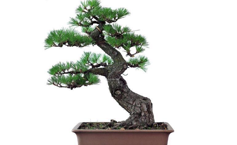 黑松盆景用什么土养好,黑松盆景怎么养好