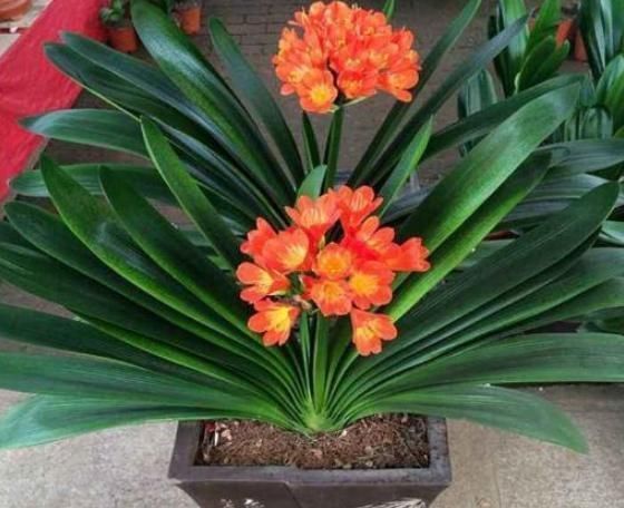 阳台上|黄豆、豆渣养花有“技巧”,这样处理一下,效果比花肥强,很实用