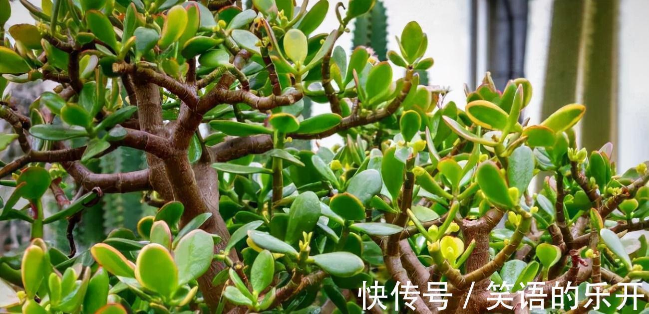 积水|适合“干养”的11种花,天冷更加要控水,不然难过冬