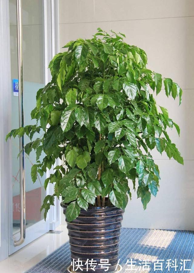 不管什么花都放在阳台上,太拥挤了,这几种花放在客厅寓意更佳