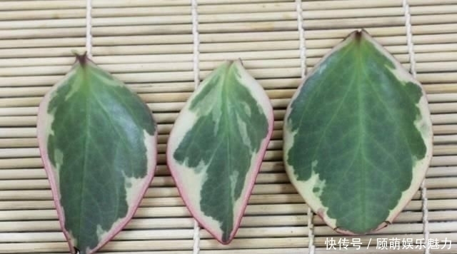 叶片上长满斑块的红边椒草,比圆叶椒草好看几倍